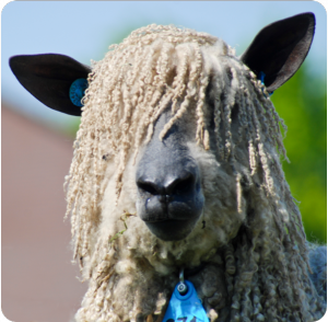 Schaap
